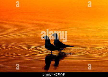 Ein paar Black-headed Möwen Larus Ridbundus Silhouette auf Küsten-Pool bei Sonnenuntergang Stockfoto