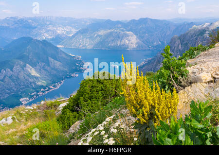 Die Bucht von Kotor ist mit vielen schönen bunten Pflanzen und Blumen, Montenegro von felsigen Bergen umgeben. Stockfoto