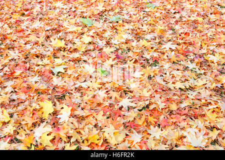 Bunte strukturierte Laub im Herbst auf dem Boden. Stockfoto