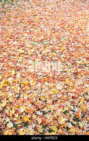 Bunte strukturierte Laub im Herbst auf dem Boden. Stockfoto