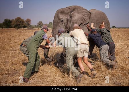 Undatiertes Bild von Kensington Palast von Prinz Harry freigegeben, während er in Malawi mit African Parks als Teil einer Initiative mit Umzug 500 Elefanten über 350 Kilometer über Malawi Liwonde Nationalpark und Majete Wildlife Reserve in Nkhotakota Wildlife Reserve tätig. Stockfoto