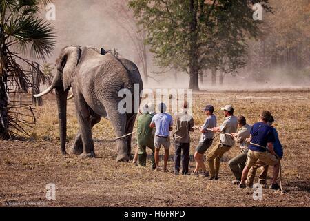 Undatiertes Bild von Kensington Palast von Prinz Harry freigegeben, während er in Malawi mit African Parks als Teil einer Initiative mit Umzug 500 Elefanten über 350 Kilometer über Malawi Liwonde Nationalpark und Majete Wildlife Reserve in Nkhotakota Wildlife Reserve tätig. Stockfoto