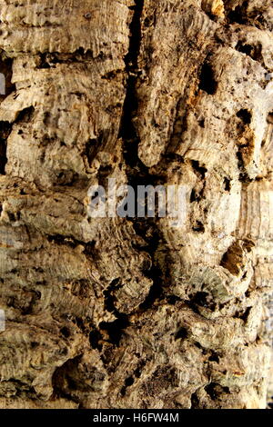 Rinde der Korkeiche Textur Stockfoto