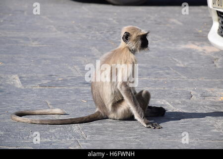 Affe ruht auf den Straßen von Udaipur, Rajasthan, Indien Stockfoto