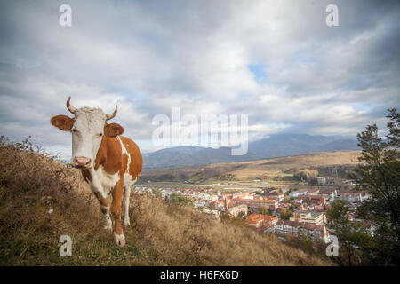 Holstein Kuh Weiden auf ein Feld mit einem bewölkten Himmel. Stockfoto