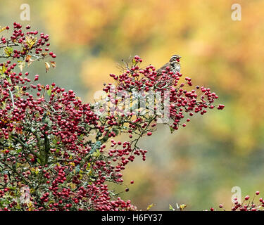 Llanwrthwl, Wales, UK 26. Oktober 2016. Rotdrossel [Turdus Iliacus] Teil eine große Herde von Migranten Soor Arten ernährt sich von Stockfoto