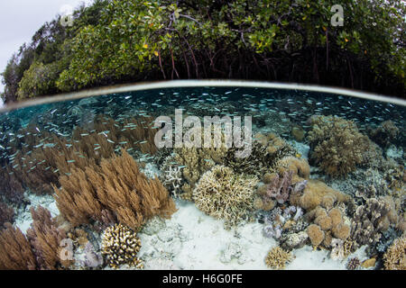 Einem schönen Korallenriff lebt in der Nähe von einem Mangrovenwald in Raja Ampat, Indonesien. Diese Region hat unglaubliche Artenvielfalt. Stockfoto