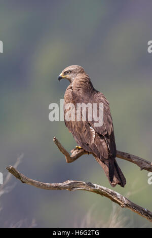 Schwarzmilan Milvus Migrans, Schwarzmilan Stockfoto