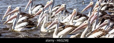 Pelikane bei der Fütterung an der Einfahrt, New South Wales - NSW - Australien Stockfoto