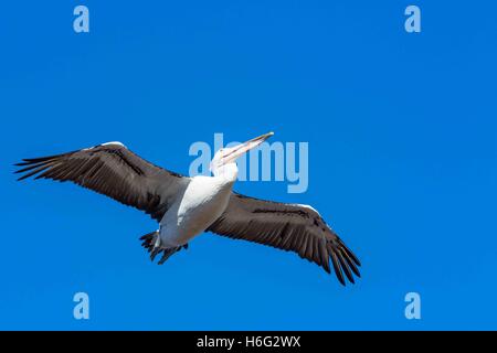 Pelikane bei der Fütterung an der Einfahrt, New South Wales - NSW - Australien Stockfoto