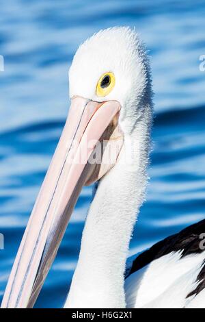 Pelikane bei der Fütterung an der Einfahrt, New South Wales - NSW - Australien Stockfoto