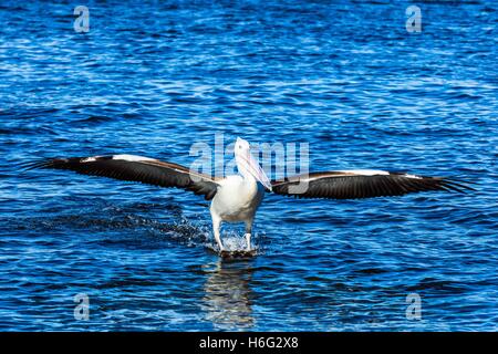 Pelikane bei der Fütterung an der Einfahrt, New South Wales - NSW - Australien Stockfoto