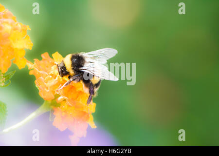 Makro einer Hummel sammeln Nektar auf einer Lantana Camara Blume Stockfoto