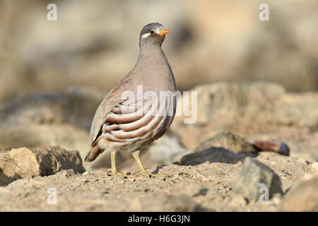 Sand Partridge - Ammoperdix heyi Stockfoto