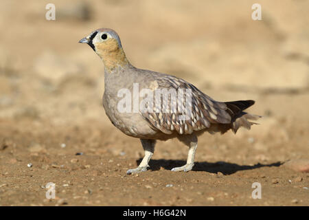 Gekrönte Sandgrouse - Pterocles coronatus Stockfoto