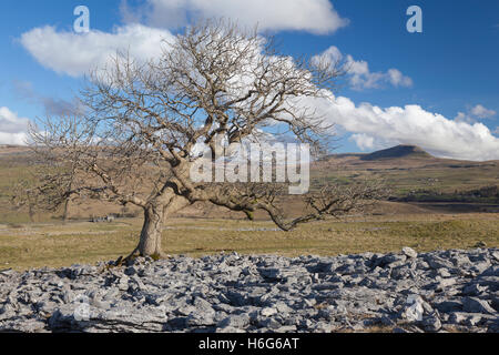 Pen-y-Gent Hill aus Kalkstein Pflaster bei Ribblesdale in der Yorkshire Dales National Park, UK Stockfoto