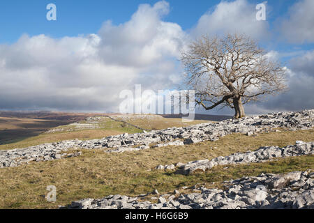 Gebrochenen Kalkstein Pflaster und Esche in den Yorkshire Dales National Park, UK Stockfoto