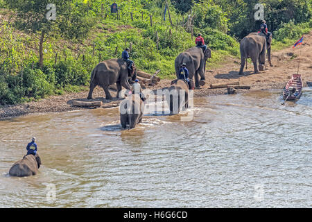 Asiatischer Elefant, Elephas maximus, Überquerung des Nam Khan Flusses, Elephant Village, Ban Xieng Lom, Luang Prabang, Laos Stockfoto