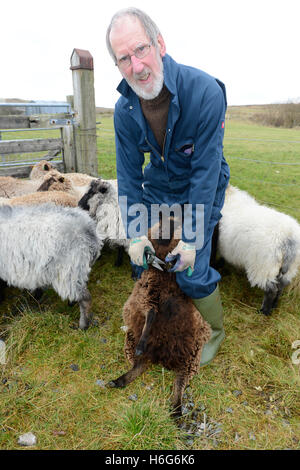 Peter Glanville mit seiner Herde von Shetland-Schafe, die organische Shetland Wolle in Naturfarben zu produzieren. Stockfoto