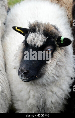 Peter Glanville mit seiner Herde von Shetland-Schafe, die organische Shetland Wolle in Naturfarben zu produzieren. Stockfoto