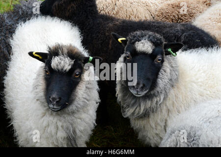 Peter Glanville mit seiner Herde von Shetland-Schafe, die organische Shetland Wolle in Naturfarben zu produzieren. Stockfoto