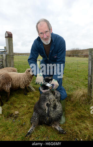 Peter Glanville mit seiner Herde von Shetland-Schafe, die organische Shetland Wolle in Naturfarben zu produzieren. Stockfoto