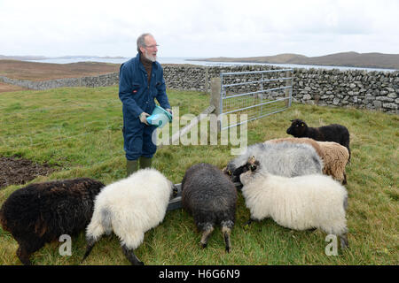 Peter Glanville mit seiner Herde von Shetland-Schafe, die organische Shetland Wolle in Naturfarben zu produzieren. Stockfoto