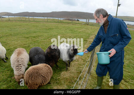 Peter Glanville mit seiner Herde von Shetland-Schafe, die organische Shetland Wolle in Naturfarben zu produzieren. Stockfoto