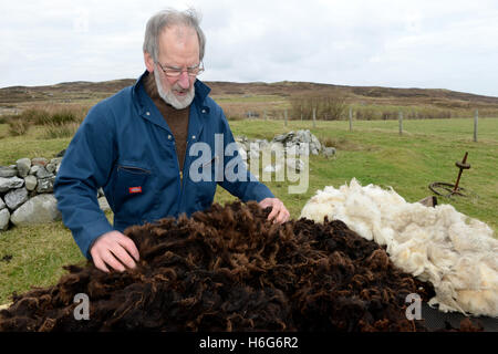 Peter Glanville mit seiner Herde von Shetland-Schafe, die organische Shetland Wolle in Naturfarben zu produzieren. Stockfoto