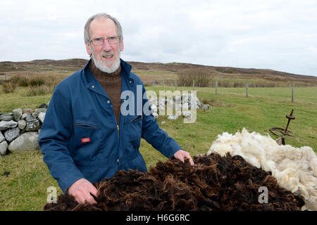 Peter Glanville mit seiner Herde von Shetland-Schafe, die organische Shetland Wolle in Naturfarben zu produzieren. Stockfoto