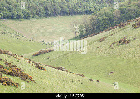 Auch bergab in der Nähe von Warter in die Yorkshire Wolds anzeigen Stockfoto