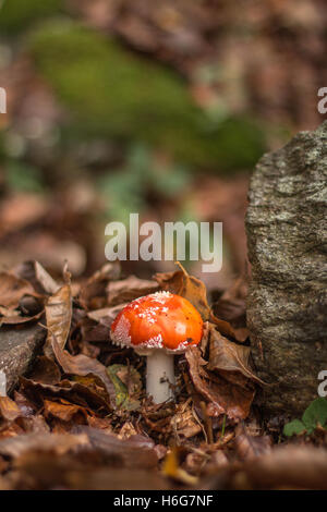 Ein roter Pilz im Wald ist ein "Nicht essbar" Pilze Herbst Saison gefallen Autumn Leaves Stockfoto