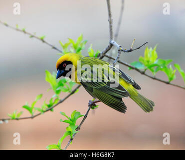 (Süden) Maskierte Weaver, Ploceus Velatus in Südafrika Stockfoto