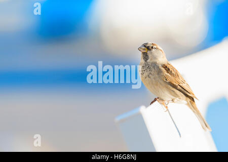 Spatz Vogel sitzend auf einem Stuhl Stockfoto