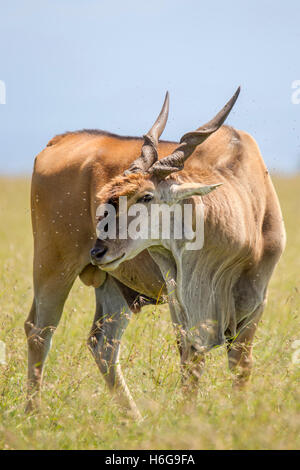 Gemeinsame Eland Taurotragus Oryx, südlichen Eland, eland Antilope, Stier/mann zu fuss Seite Blick auf Grünland, Laikipia Kenia Afrika Stockfoto