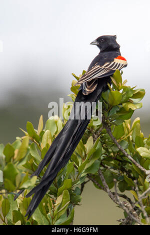 Langschwänzigen Widowbird Euplectes Progne "Sakabula" sitzen auf einem Busch Laikipia Kenia Afrika "Ostafrika" Stockfoto