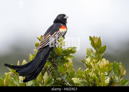 Langschwänzigen Widowbird Euplectes Progne "Sakabula" sitzen auf einem Busch Laikipia Kenia Afrika "Ostafrika" Stockfoto