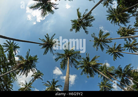 nach oben zu den Gipfeln der Kokosnuss-Palmen Stockfoto