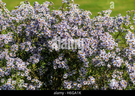 Michaelmas Daisy" Ada Ballard' (Symphyotrichum novi-belgii 'Ada Ballard') Stockfoto