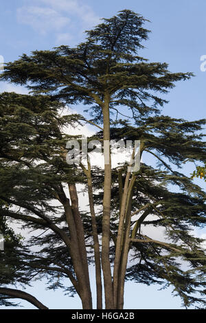 Cedrus Atlantica. Atlas-Zeder. Stockfoto