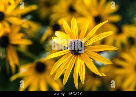 Eine Blume von einem deam Coneflower (Rudbeckia fulgida var. deamii) Stockfoto