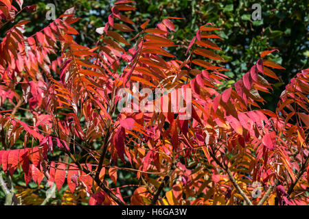 Die herbstlichen Blätter aus einem Hirsch Horn sumach (Rhus typhina) Stockfoto