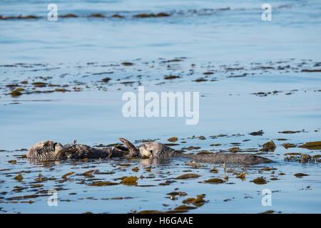 California Sea Otter, schnüffelt Enhydra Lutris Nereis (bedrohte Arten), männliche schlafende Frau eingewickelt in Seetang, Kalifornien, USA Stockfoto