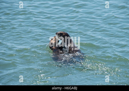 südlichen Seeotter, Enhydra Lutris Nereis große Welpen (links) und junge Männer spielen, Elkhorn Slough, Kalifornien, USA Stockfoto