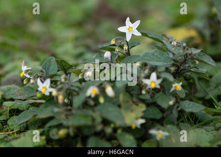 Europäischen schwarzen Nachtschatten (Solanum Nigrum) in Blüte. Kurz- und giftige Pflanzen in der Familie Solanaceae, Blüte auf Kalkstein Stockfoto