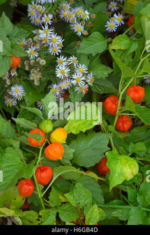 Chinesische Laternen Physalis Alkekengi wächst mit Michaeli Daises im Herbst Stockfoto