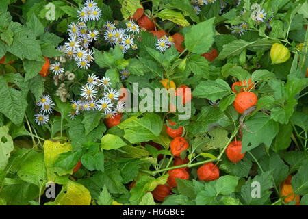 Chinesische Laternen Physalis Alkekengi wächst mit Michaeli Daises im Herbst Stockfoto