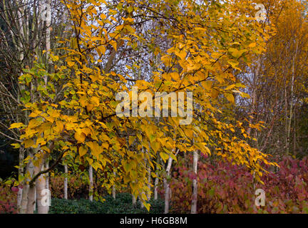 Hymalayan Birken Betula Utilis Var Jacquemontii verlässt Farbwechsel Oktober Stockfoto