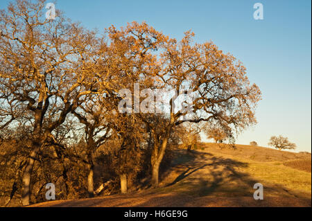 Ansicht von Sonoma County, CA Stockfoto