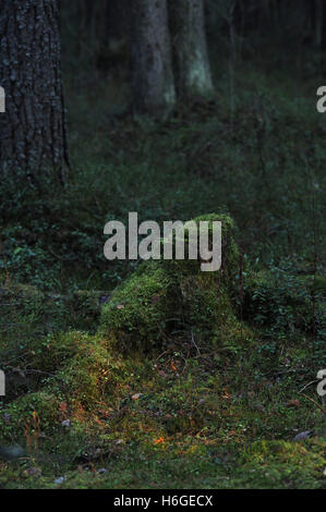 Alte, bewachsen mit Moos stumpf in einem geheimnisvollen Wald. Stockfoto